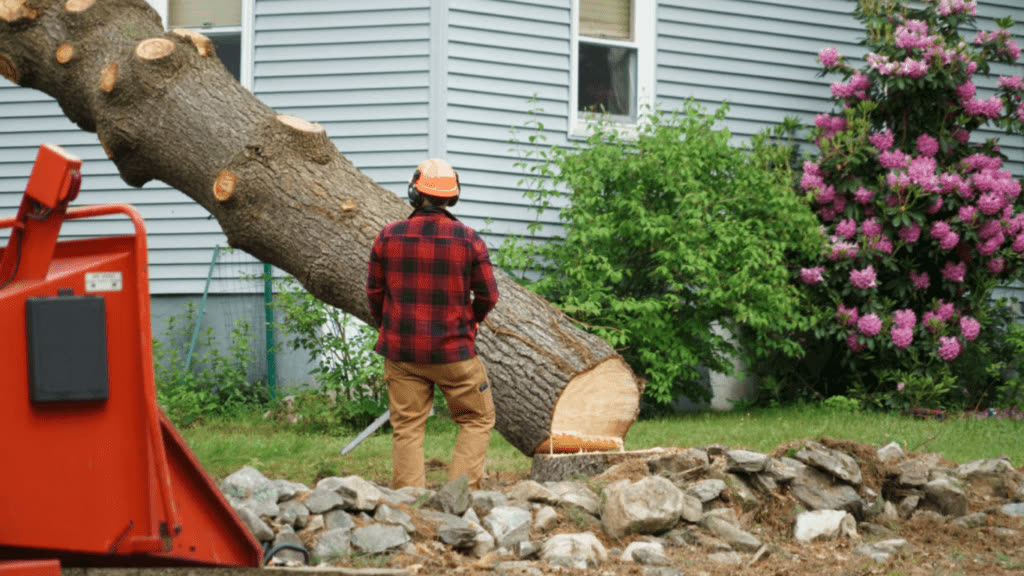 Cutting the trunk into lengths for the chipper.