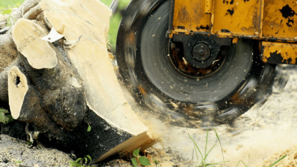 The grinder taking a stump out below grade.