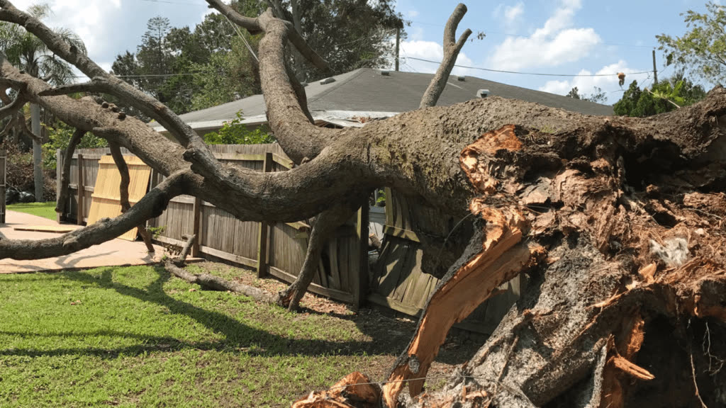 A big one down across a yard, taken out in pieces.