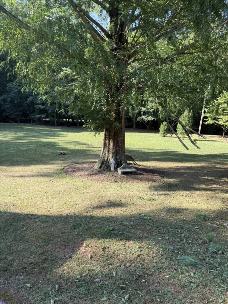 Deep root fertilization service Lyman SC