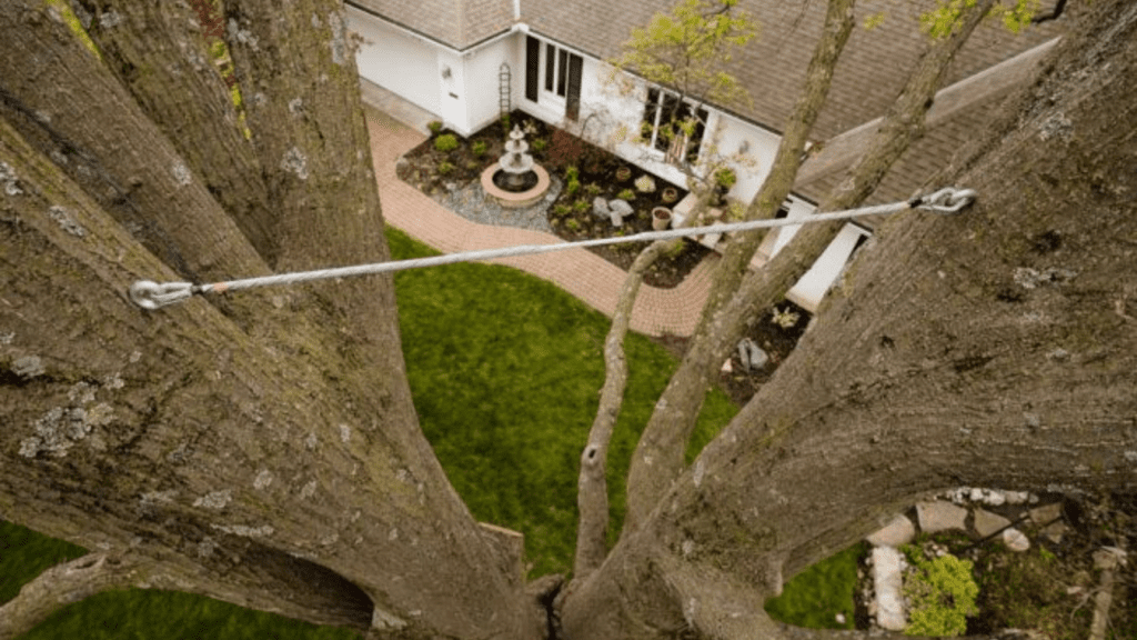Cable Installation (Split Prevention) Lyman, SC- Heatherly Tree Service