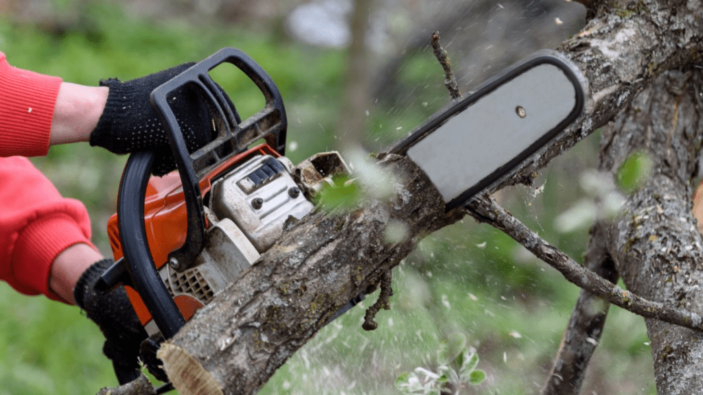 Tree pruning trimming service Lyman, SC - Heatherly Tree Service