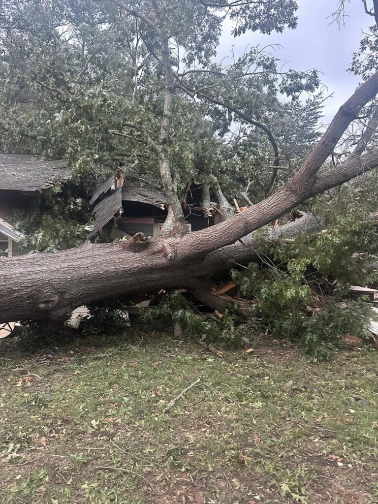 Professional Tree Care Services