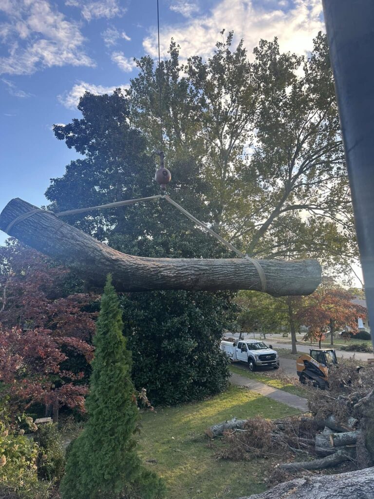 Professional tree removal Lyman SC