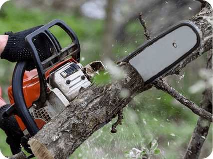 Tree Care Experts
